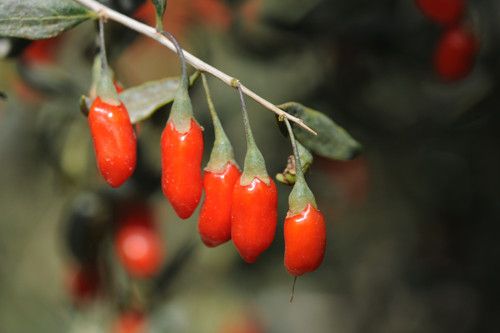 �����ѡ��� ������ηֱ�������� www.027eat.com