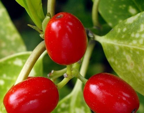 如何挑选枸杞 教你如何分辨优劣枸杞 www.027eat.com