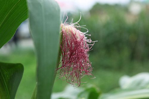 СС������ �β������� www.027eat.com