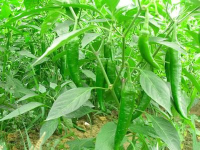 �ջ��п��Գ������� www.027eat.com