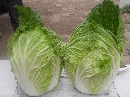 ��ײ�Ԥ�����ٰ�����Ч www.027eat.com