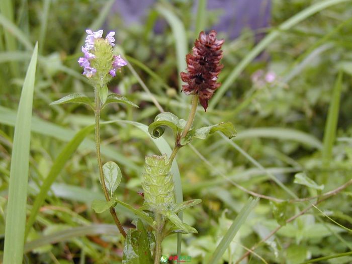 �ĿݲݵĹ�Ч������ www.027eat.com