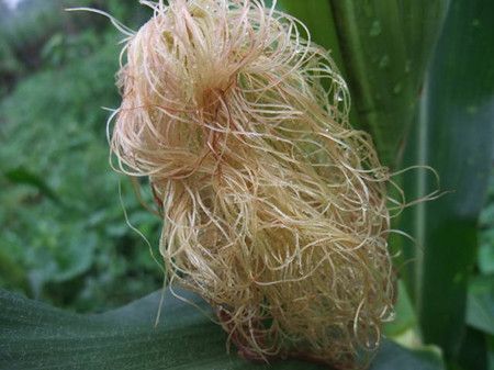 ������Ĺ�Ч������ www.027eat.com