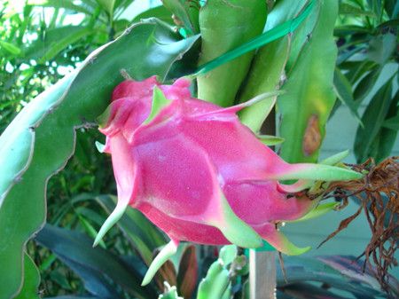 �������Ĺ�Ч������ www.027eat.com