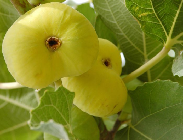 �޻����Ĺ�Ч�����ü�ʳ�÷��� www.027eat.com