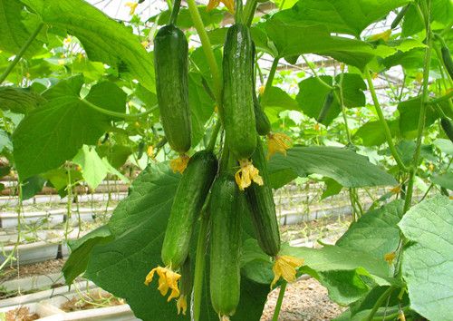 �ƹϵĹ�Ч������ ����ѹ����˥�� www.027eat.com