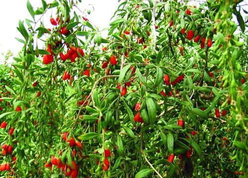 ��轵�17�ֹ�Ч���㽡������ www.027eat.com