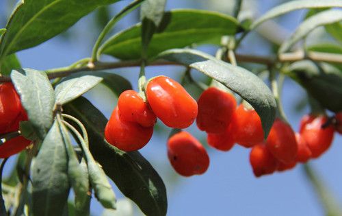 ��轵�17�ֹ�Ч���㽡������ www.027eat.com