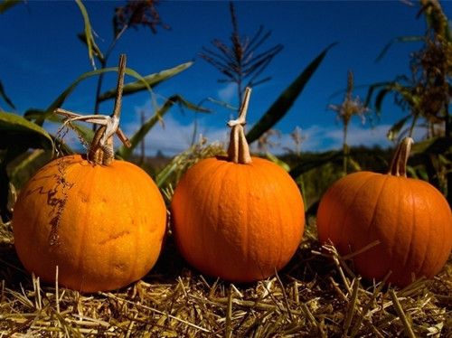 �ϹϾ�����˶�ĺô� �Ϲϵ�4��ô� www.027eat.com