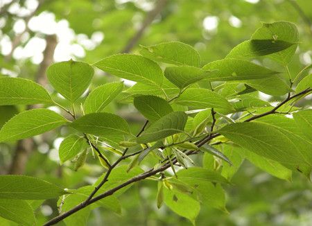 ���ٵĹ�Ч������ www.027eat.com