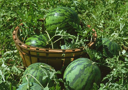 ��ѡ�����ϵ�ʮ������ www.027eat.com