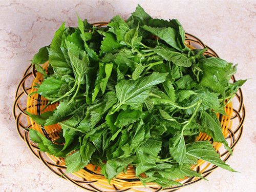 桑叶水功效 桑叶水洗脸有什么功效 www.027eat.com