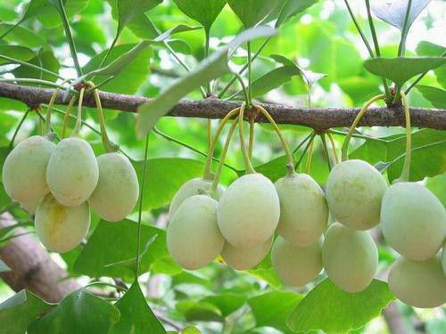 �������ܳ԰׹��� www.027eat.com