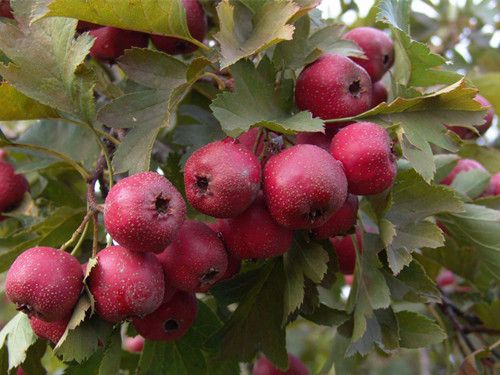 ɽ�Ƥ����ƲŸ��� ��ѡɽ髿��Դ�5���������� www.027eat.com