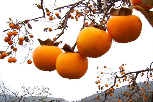 �����ڿ��Գ�������  �����ӻ������� www.027eat.com