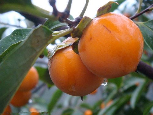 �����ڿ��Գ�������  �����ӻ������� www.027eat.com