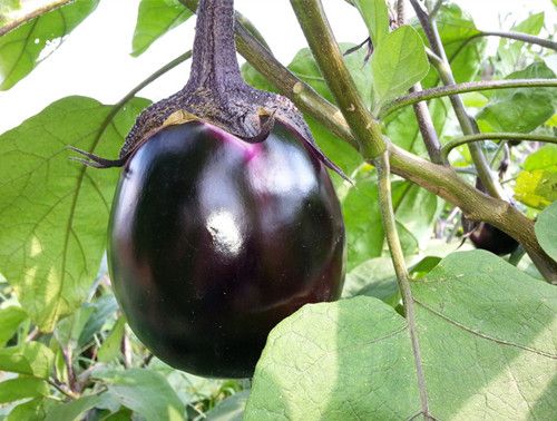 ���ӵ����湦Ч������ www.027eat.com