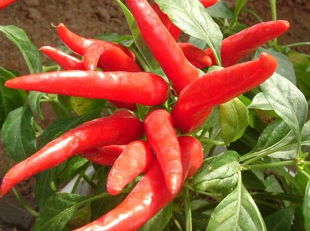 �������������� �ɼ����� www.027eat.com