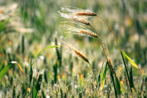 ����Ĺ�Ч������ �����������ȴ����� www.027eat.com