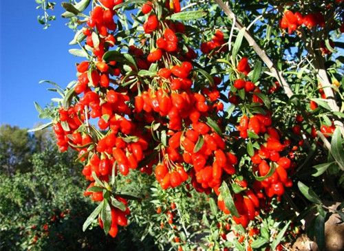 ��轵����� ��轲�����γ���� www.027eat.com