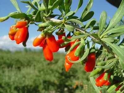 ��轵����� ��轲�����γ���� www.027eat.com