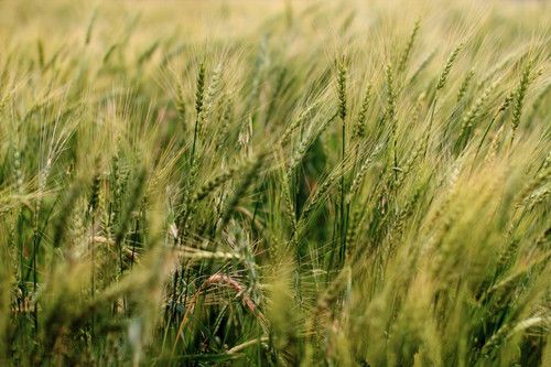 �̵������Ĵ�ʳ�ƹ�Ч www.027eat.com