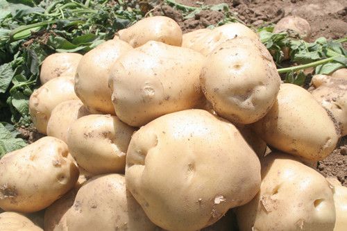 ���������Ч��������� www.027eat.com