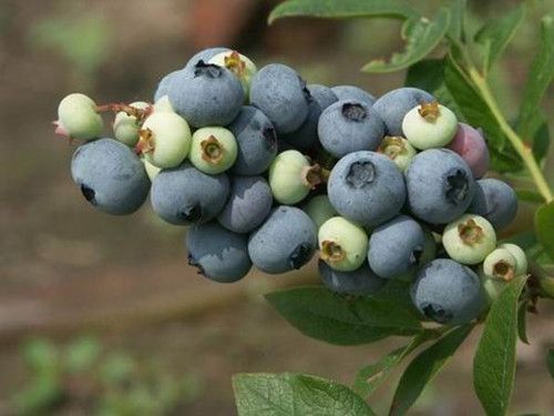 ���ʺϳ���ݮ��������Ⱥ www.027eat.com