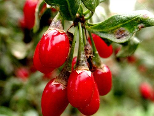 ��轵�������Ч ���߿�˥�� www.027eat.com