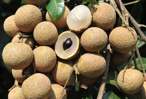 ��ʲô��˥�� ��ȷ�Թ�Բ���㿹˥�� www.027eat.com