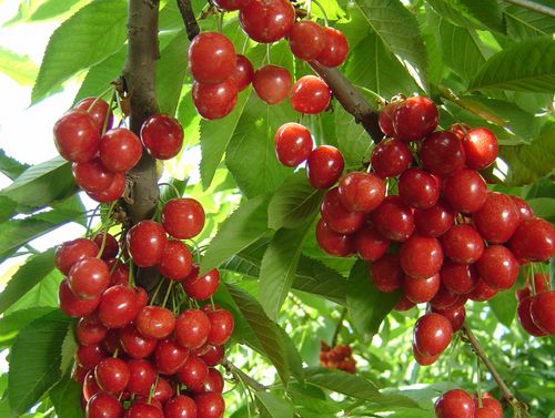 ��ѡӣ�ҵķ��� ��ѡӣ�ҵ�4�󷽷� www.027eat.com