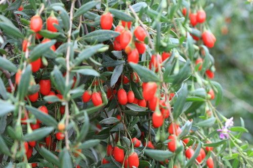 ���Ҷ��Ӫ����ֵ www.027eat.com