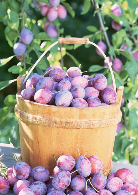 һ��ˮ������ʳ�� �Գ������ͽ��� www.027eat.com