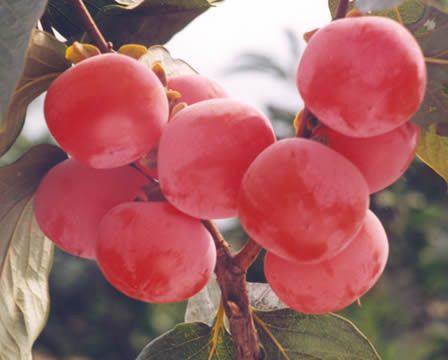 �Ÿ��±�����ʳʳ�� ����������� www.027eat.com