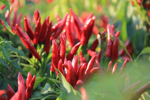 秋季进补又减肥的食谱 www.027eat.com