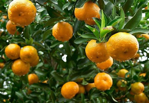 ������ʳ���ɶ� ̰��7��ˮ�������� www.027eat.com