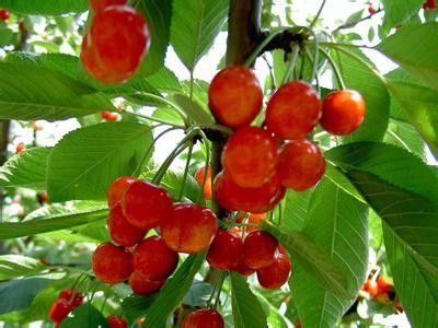 ������ʳ���ɶ� ̰��7��ˮ�������� www.027eat.com