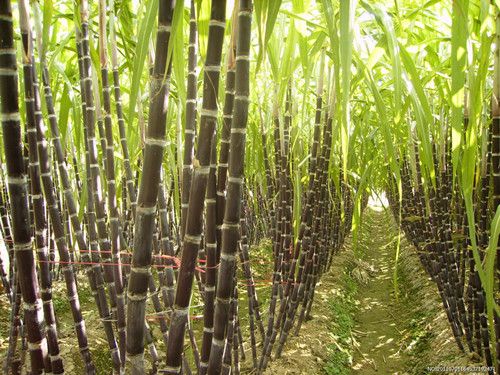 �������ʳ��&mdash;������ www.027eat.com