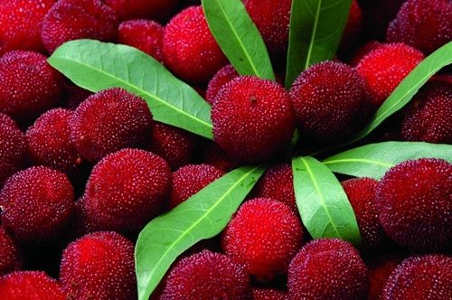 ׼�����辯�裺��ʳ���������� www.027eat.com