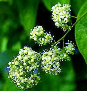 �������� ��Щ�в�ҩ��ɱ����Ч www.027eat.com