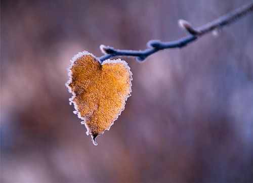 霜降时节该怎么饮食 霜降应多吃哪些食物 www.027eat.com