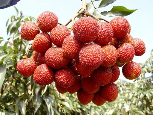 �ļ���֦Ӧǳ����ֹ www.027eat.com