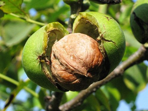 �η��ȿ��Ե�ƫ�� 10��Сƫ�����η��ȿ��� www.027eat.com