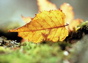 ����ʱ�� ���ϻ�&rdquo;���˷������ֺ� www.027eat.com