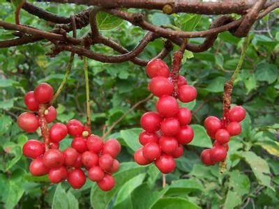 �＾������ʶ �＾��ʳ���������� www.027eat.com