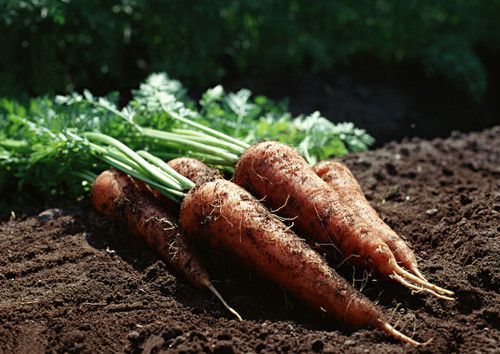 �＾��¶��Ӧ��Ը��� www.027eat.com