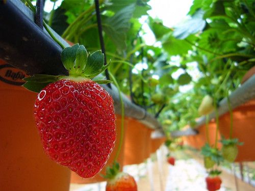 ��ݮ������������ʵ���� www.027eat.com