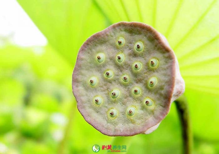 ����13���̲�����ʳ�� ������ www.027eat.com