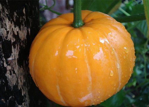 ���ֲ���Ѫʳ�Ĳ���С�� www.027eat.com