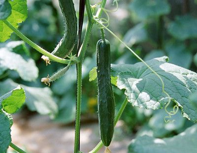 �ļ������Ŷ� 9������ʳ�����Ƚⶾ www.027eat.com